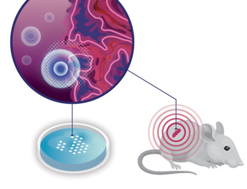 Analysis and Quality Control of Trained T cells
